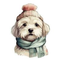 Watercolor Golden Havanese Puppy With Cotton Hat, and Scarf vector