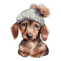 Watercolor Dachshund Puppy With Cotton Hat vector