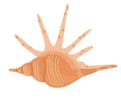 Seashell. Hand draw vector illustration isolated on white background.