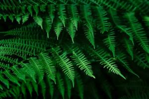 Natural blurred background of young fern leaves. Selective focus photo