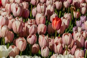 macro de tulipanes rosas sobre un fondo de hierba verde foto