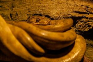 serpiente arrollado dentro un pelota foto