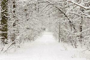 hermosa invierno bosque con un vencido camino foto