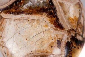 Macro mineral stone Simbirzit and Septaria on white background photo