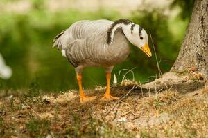 A gray goose walks on the grass photo