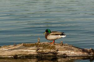 Drake sit on a log photo