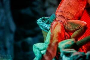 beautiful iguana lizard photo