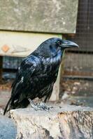 Beautiful black crows sit on a stump photo