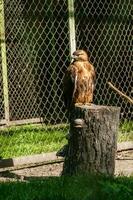 Falcon hawk sits on a tree photo