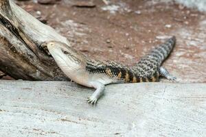 The scaling lizard scrambles forward photo
