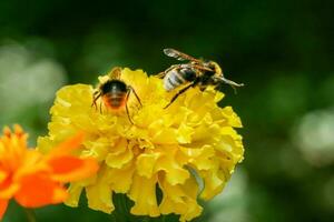flor de campo naranja y amarilla con una abeja foto