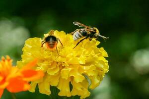 Orange, yellow field flower with a bee photo