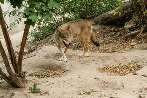 Running wolf close up photo