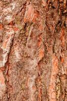 texture of bark of a fir tree photo