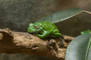 A green toad sits on a  branch photo