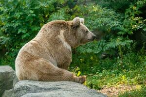 A bear on the shore of a lake photo