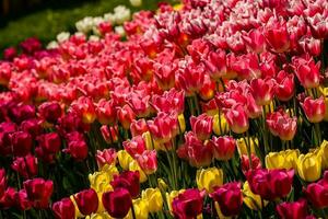 Spring field of colorful tulips photo