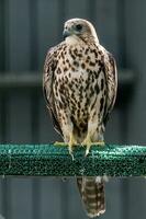 Beautiful falcon close up photo