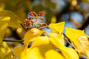 Autumn leaves with wild fruits close-up photo