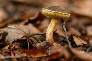 beautiful mushrooms under yellow, orange forest leaves photo