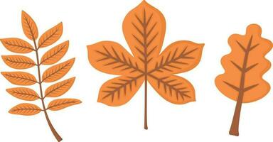 Doodle flat clipart. Autumn leaf fallen from a tree. All objects are repainted. vector