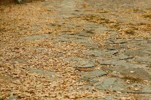 Yellow autumn leaves on the road photo