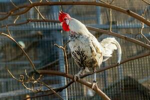 beautiful cock with white and black feathers photo