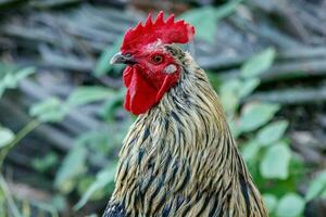 beautiful cock on grass background photo