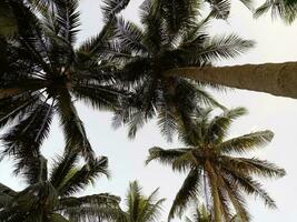 Palm trees are isolated with white skies in background captured low angle photo