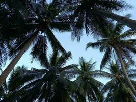 palma arboles son aislado con azul cielo en antecedentes capturado bajo ángulo foto