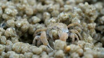 Makro der Soldatenkrabbe macht beim Essen Sandbälle. Soldatenkrabbe oder Mictyris sind kleine Krabben, die Humus und kleine Tiere am Strand als Nahrung fressen. video