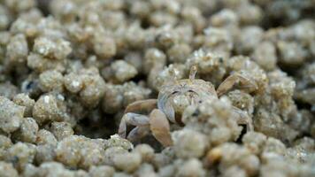 macro de cangrejo soldado hace bolas de arena mientras come. El cangrejo soldado o mictyris son pequeños cangrejos que comen humus y pequeños animales que se encuentran en la playa como alimento. video