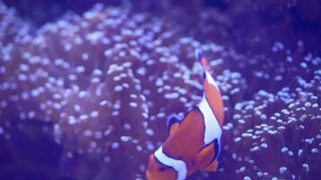 närbild av orange nemo fisk med de anemon bakgrund. video