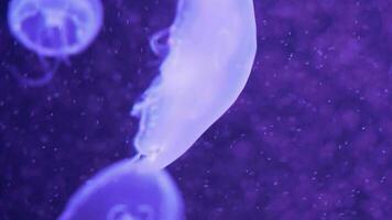 primer plano de medusas lunares flotando en una piscina de acuario. aurelia aurita en el océano azul profundo. video