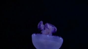 dichtbij omhoog van blubber kwal drijvend in een aquarium zwembad. aurelia aurita in diep oceaan. video