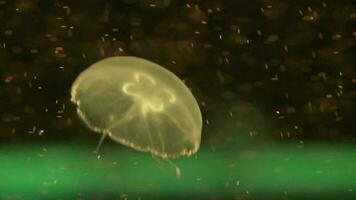 dichtbij omhoog van maan kwal drijvend in een aquarium zwembad. aurelia aurita in diep blauw oceaan. video