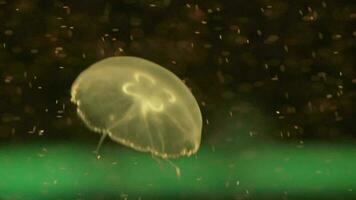 close-up de água-viva da lua flutuando em uma piscina de aquário. aurelia aurita no oceano azul profundo. video