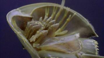 caranguejo-ferradura nadando em close-up de água. video