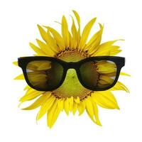 Beautiful sunflower with sunglasses on white background. photo