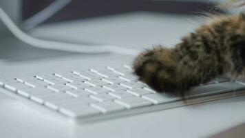 Cute tabby cat is typing text on a computer keyboard video