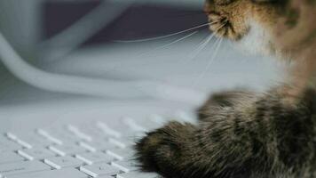 Cute tabby cat is typing text on a computer keyboard video