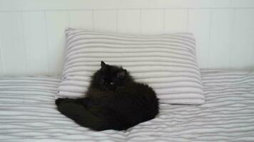 svart katt lögner i säng och utseende runt om, huvud på en kudde. halloween symbol video