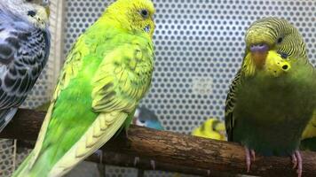 Several budgies are sitting on a perch in a pet store video