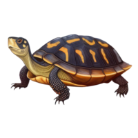 turtle pet variations . png