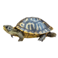 Schildkröte Haustier Variationen . ai generiert png