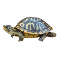 Tortuga mascota variaciones . ai generado png