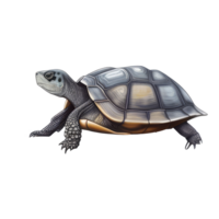 sköldpadda sällskapsdjur variationer . ai genererad png