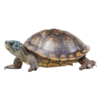 Tortuga mascota variaciones . ai generado png