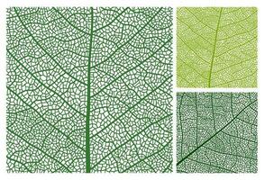 Leaf texture pattern background, veins and cells vector