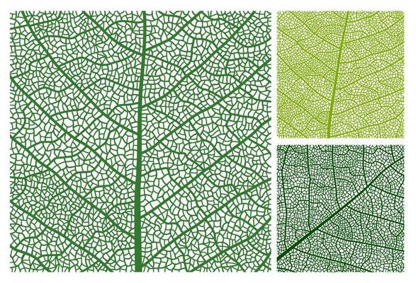 Leaf texture pattern background, veins and cells